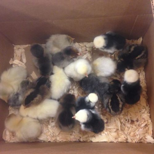 Chicks, Chicks, and More Chicks